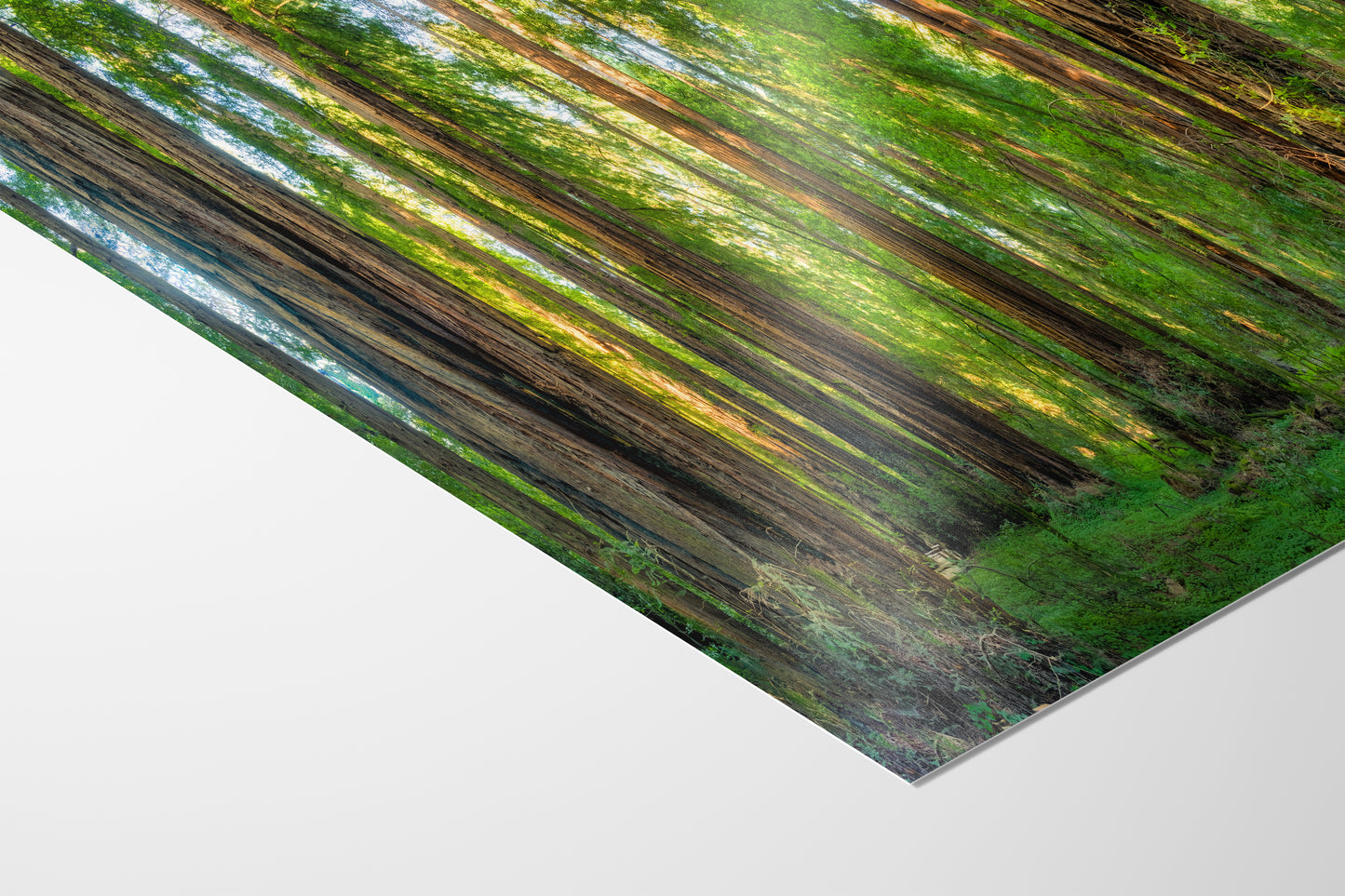 Redwood Trees Forest Picture Nature Photo, Forest Bathing Relaxation Artwork for Calming Meditation, Office and House Decor