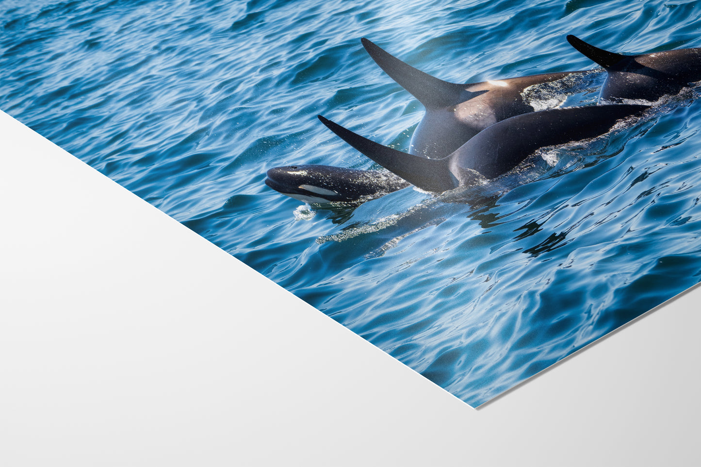 Orca Whale Marine Mammal Wildlife Photography, Killer Whale Ocean Art Print for Nature Lovers and Ocean Enthusiasts