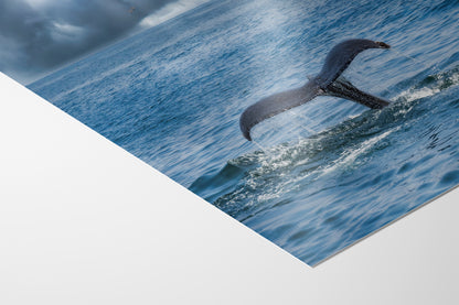 Humpback Whale Marine Mammal Wildlife Photography | Monterey Bay Ocean Scene Art Print for Nature Lovers and Marine Conservation Decor