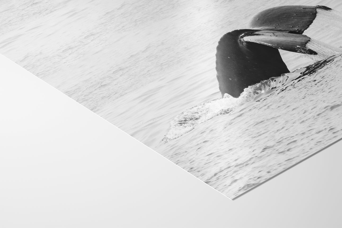 Humpback Whale Marine Mammal Wildlife Photography, Black and White, Monterey Bay Ocean Scene Art Print for Nature Lovers and Marine Conservation Decor