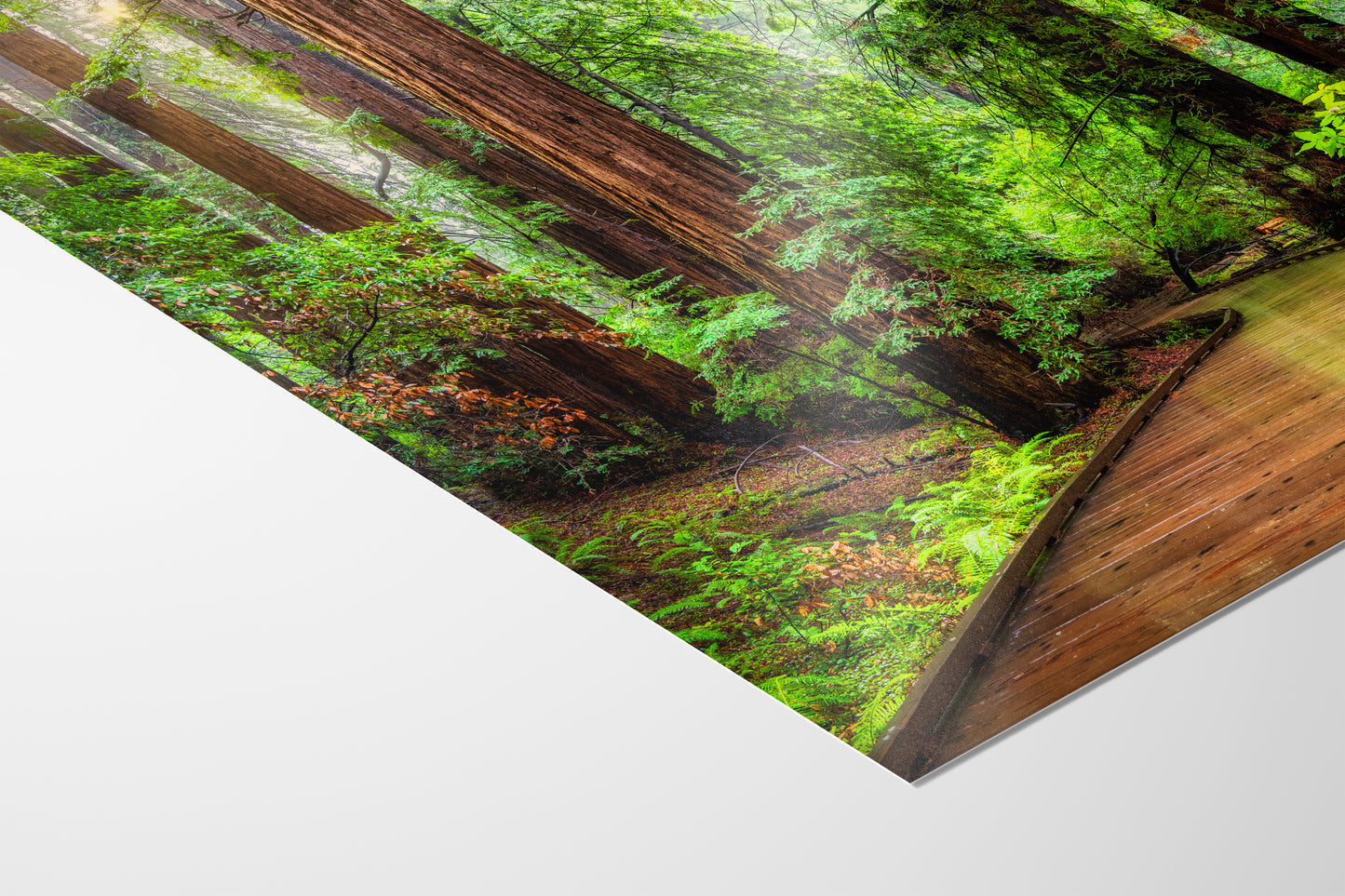 Redwood Trees Forest Picture Sunrise Nature Photo, Forest Bathing House Decor, Relaxing Wall Art for Meditation, Home and Office