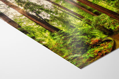 Redwood Trees Forest Picture Nature Photo, Forest Bathing House Decor, Relaxing Wall Art for Meditation, Home and Office