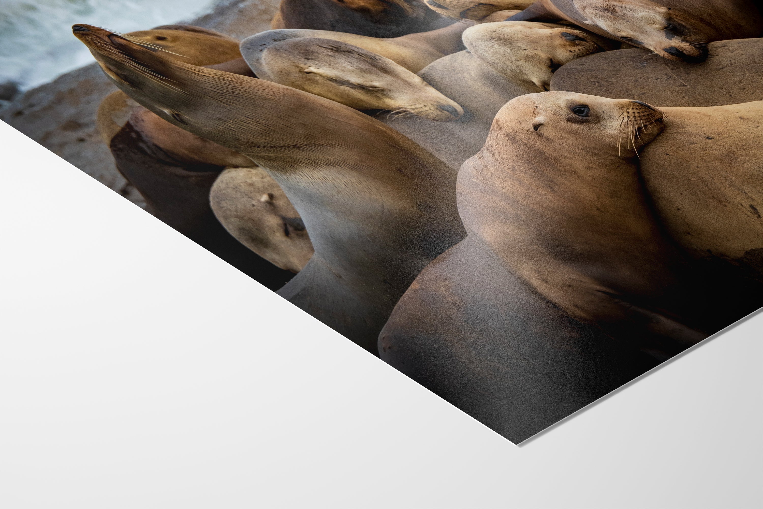 California Sea Lion Marine Mammal Wildlife Photography, Ocean Animals Wall Art, Nature Lover Gift, Marine Biology Artwork