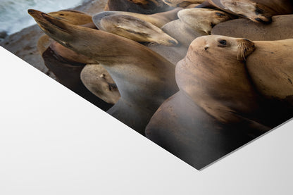 California Sea Lion Marine Mammal Wildlife Photography, Ocean Animals Wall Art, Nature Lover Gift, Marine Biology Artwork