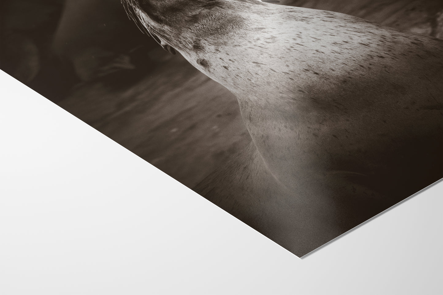 California Sea Lion Marine Mammal Wildlife Photography, Ocean Animals, Coastal House Decor, Nature Lover Gift, Marine Biology Artwork