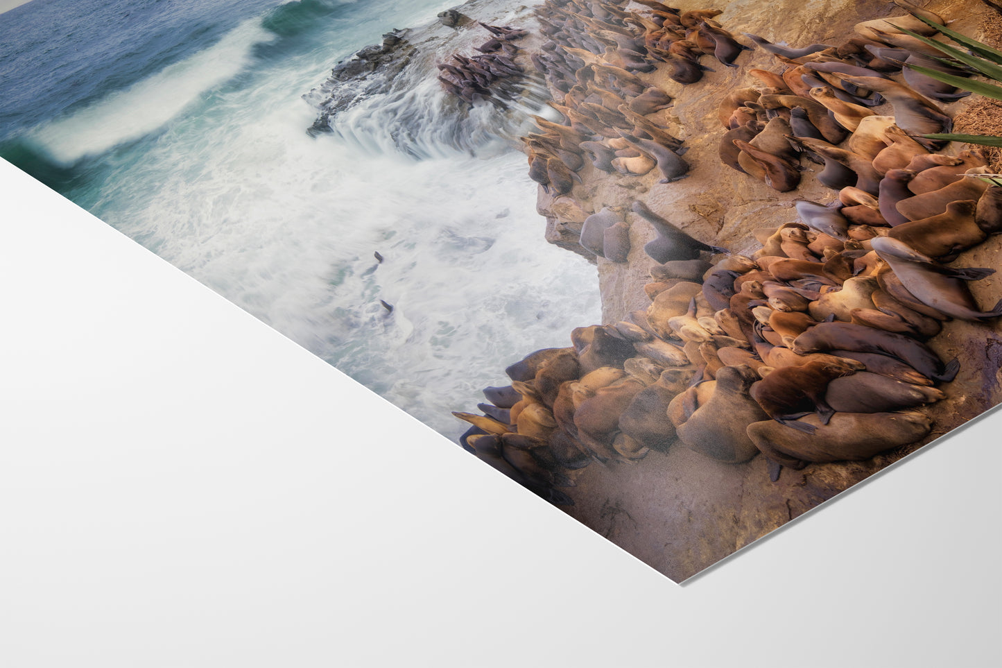 California Sea Lion Marine Mammal Wildlife Photography | Calming Nature Ocean Picture, Relaxation Artwork, La Jolla Coast, Nature Photo