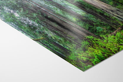 Redwood Trees Forest Picture Nature Photo, Forest Bathing in Misty California Redwoods Wall Art, for Relaxation in the Home and Office