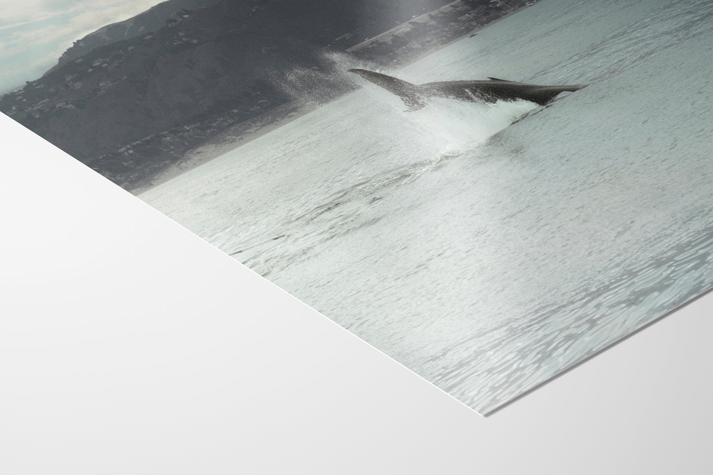 Humpback Whale Marine Mammal Wildlife Photography, Ocean Nature Art, Marine Conservation, Dolphin & Sea Life Gift, House Decor