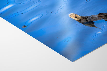 Sea Otter Picture Marine Mammal Wildlife Photography, Ocean Wall Art, Dorm Room Decor, Relaxation Artwork, Cubicle Desk Decor