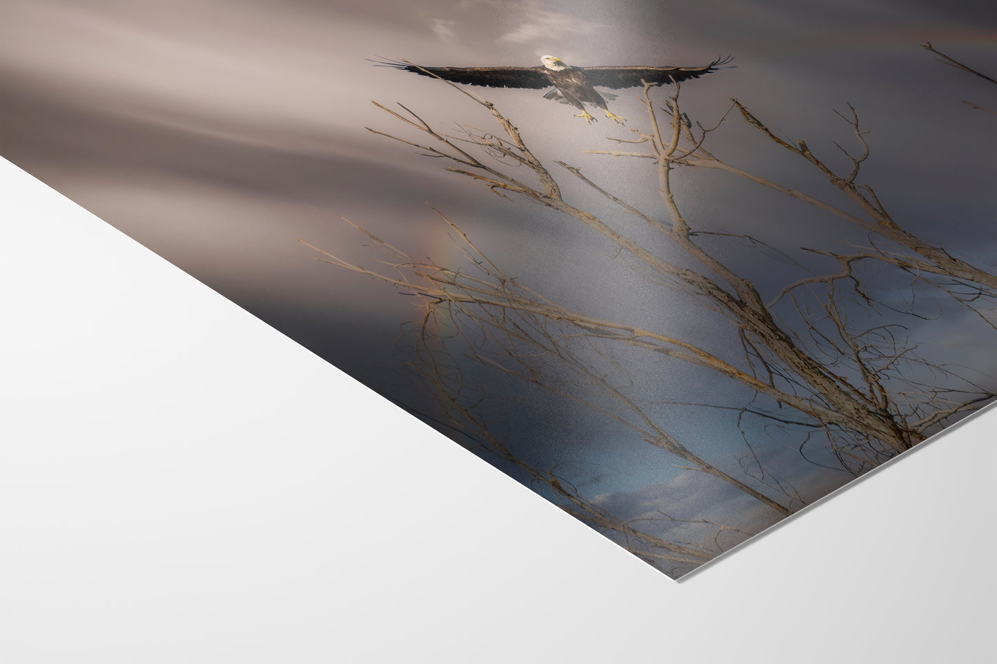 Soaring Bald Eagle Picture Wildlife Photography Wall Art, Nature Photo, Bird Photography, Rustic Cabin Decor, Office or Dorm Room Wall Decor