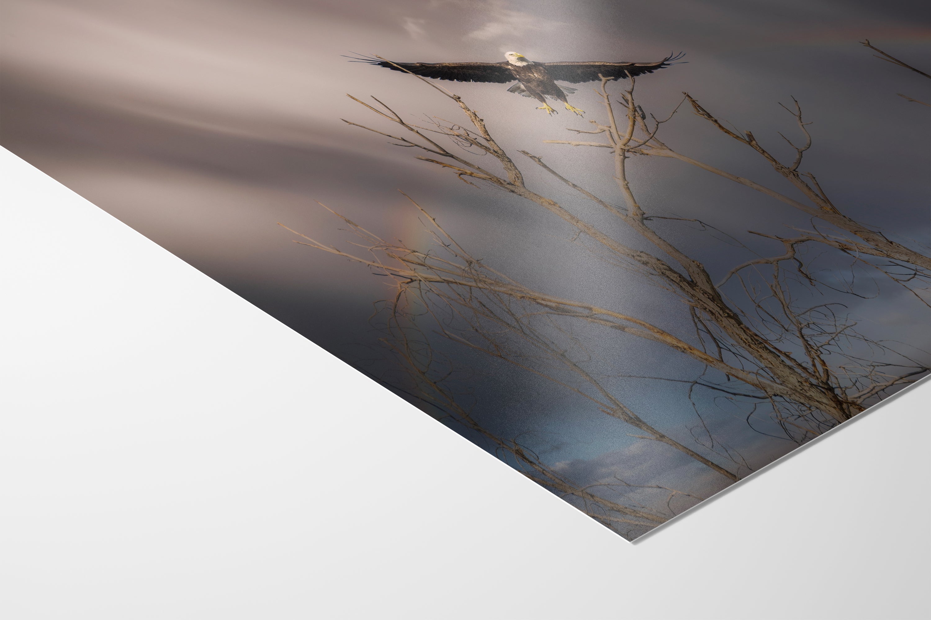 Soaring Bald Eagle Picture Wildlife Photography Wall Art, Nature Photo, Bird Photography, Rustic Cabin Decor, Office or Dorm Room Wall Decor