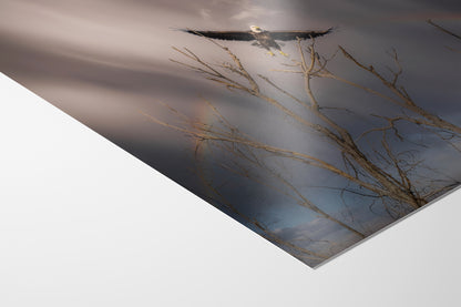 Soaring Bald Eagle Picture Wildlife Photography Wall Art, Nature Photo, Bird Photography, Rustic Cabin Decor, Office or Dorm Room Wall Decor