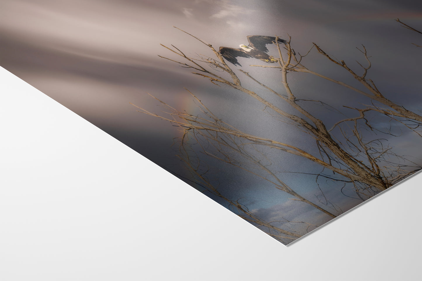 Bald Eagle Picture Wildlife Photography Wall Art, Nature Photo, Bird Photography, Rustic Cabin Decor, Office or Dorm Room Wall Decor