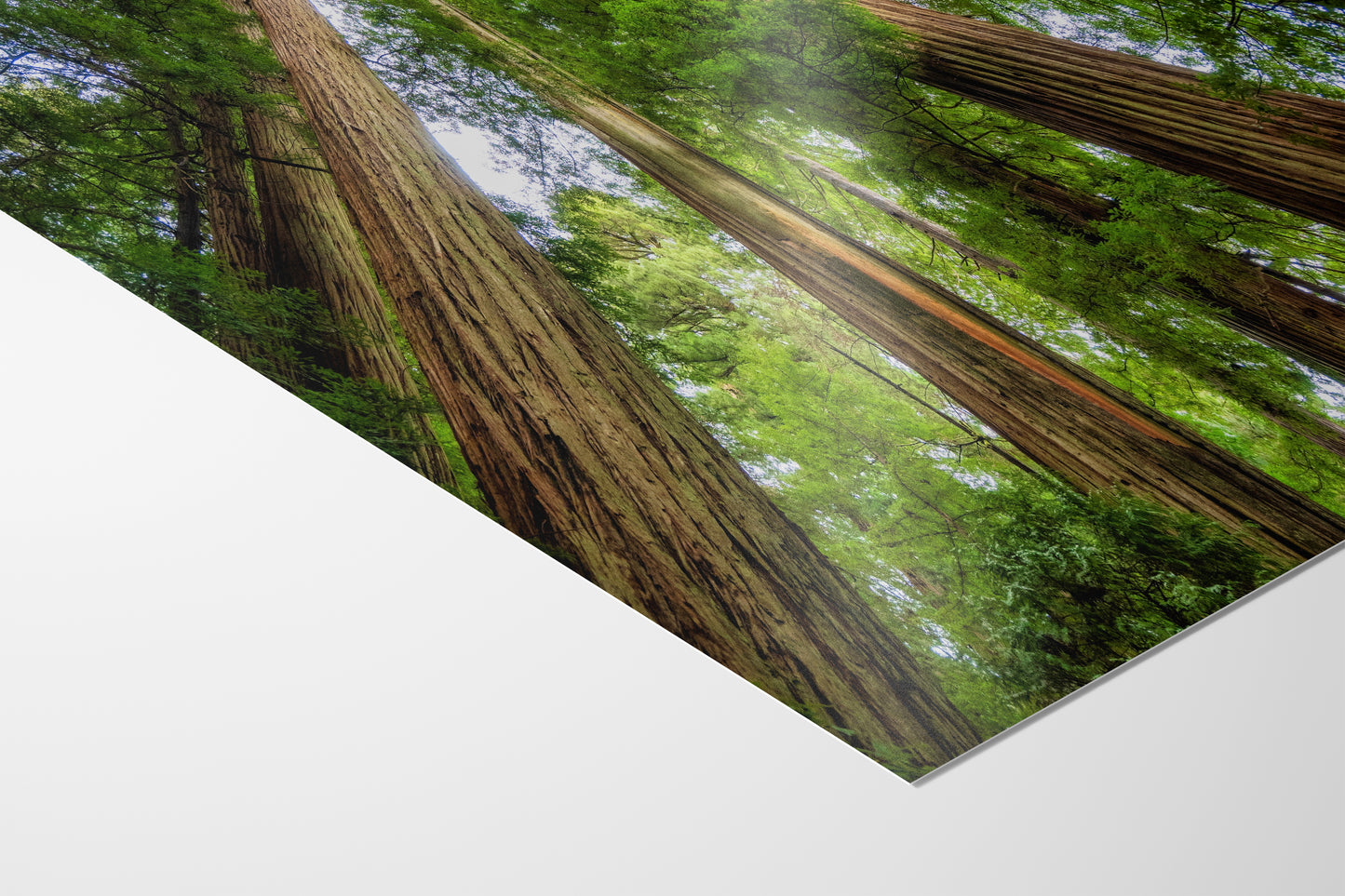 Redwood Trees Forest Picture Nature Photo | Forest Bathing Relaxation Decor for Meditation, House, and Office