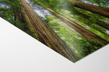 Redwood Trees Forest Picture Nature Photo | Forest Bathing Relaxation Decor for Meditation, House, and Office