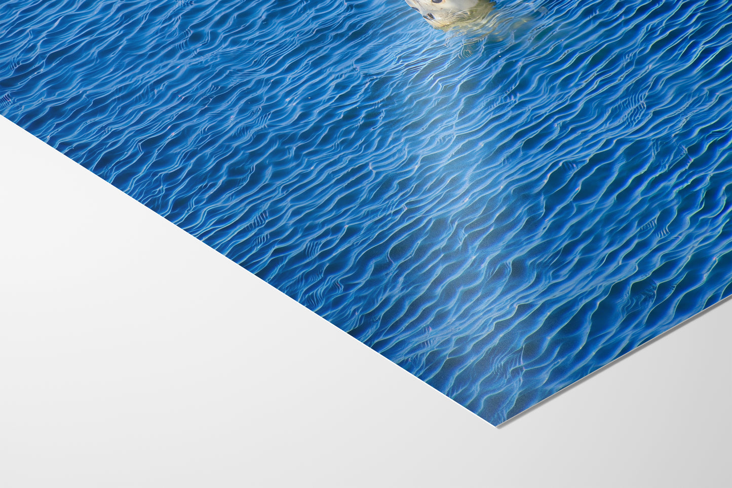 Seal Print Marine Mammal Wildlife Photography, Ocean Picture Relaxation Artwork Nature Photo