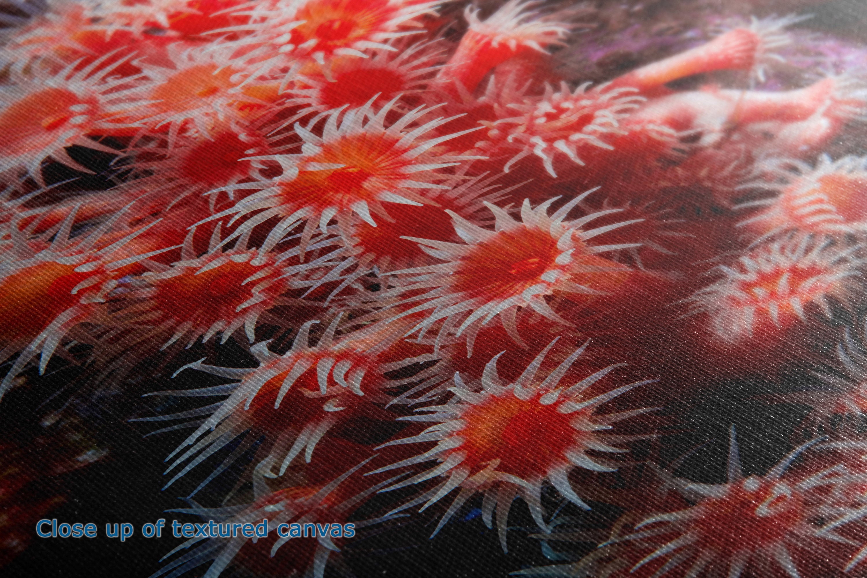 Close-up of a textured canvas print featuring a dense cluster of red and orange tube feet on a dark background, with a small blue text overlay in the bottom-left corner reading 'Close up of textured canvas'.
