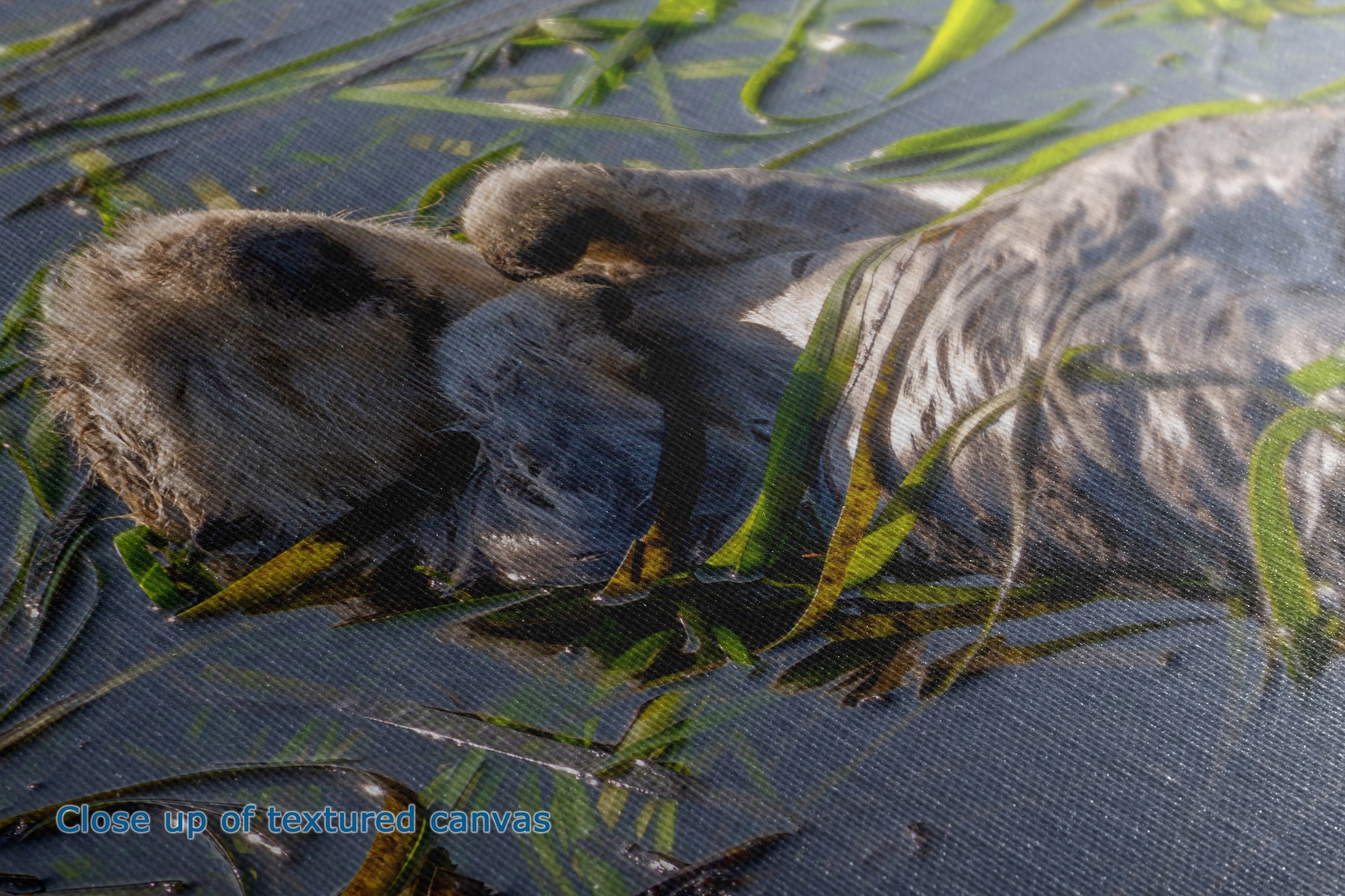 Close-up of a textured canvas print depicting an otter resting on wet seagrass in shallow water, with a blue text overlay at the bottom left reading 'Close up of textured canvas'.