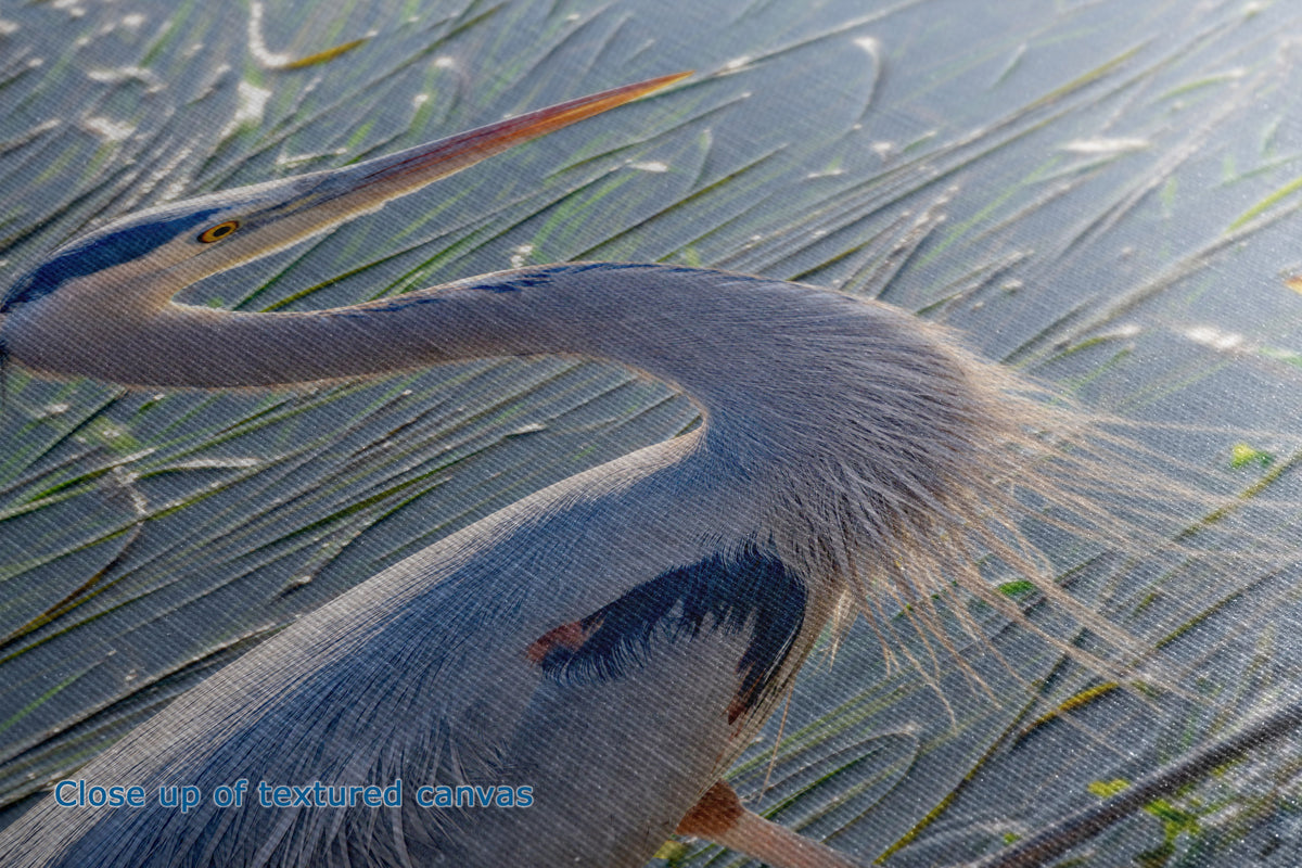 A close-up photograph of a large blue heron standing among reeds, with its long neck curved downward and fine feathers visible against a sunlit water-and-reed background.