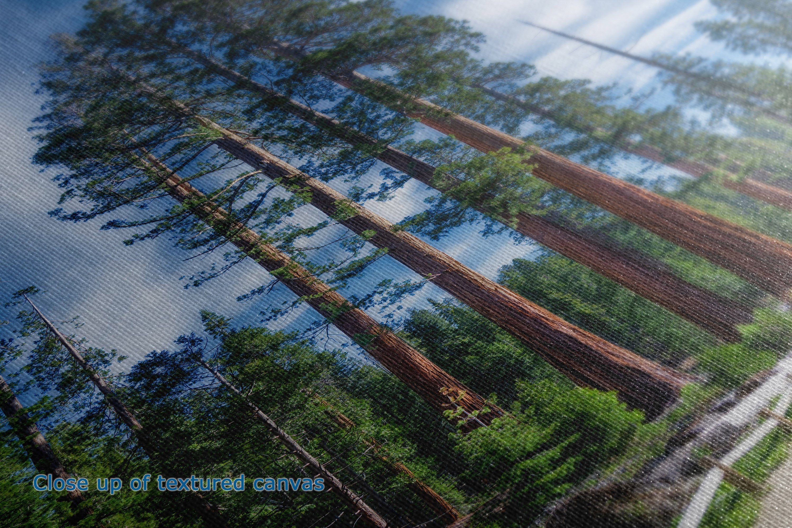 Close-up of a textured canvas print depicting giant redwood trees in a forest with blue sky reflections, showing fabric texture and a small blue text overlay reading 'Close up of textured canvas'.