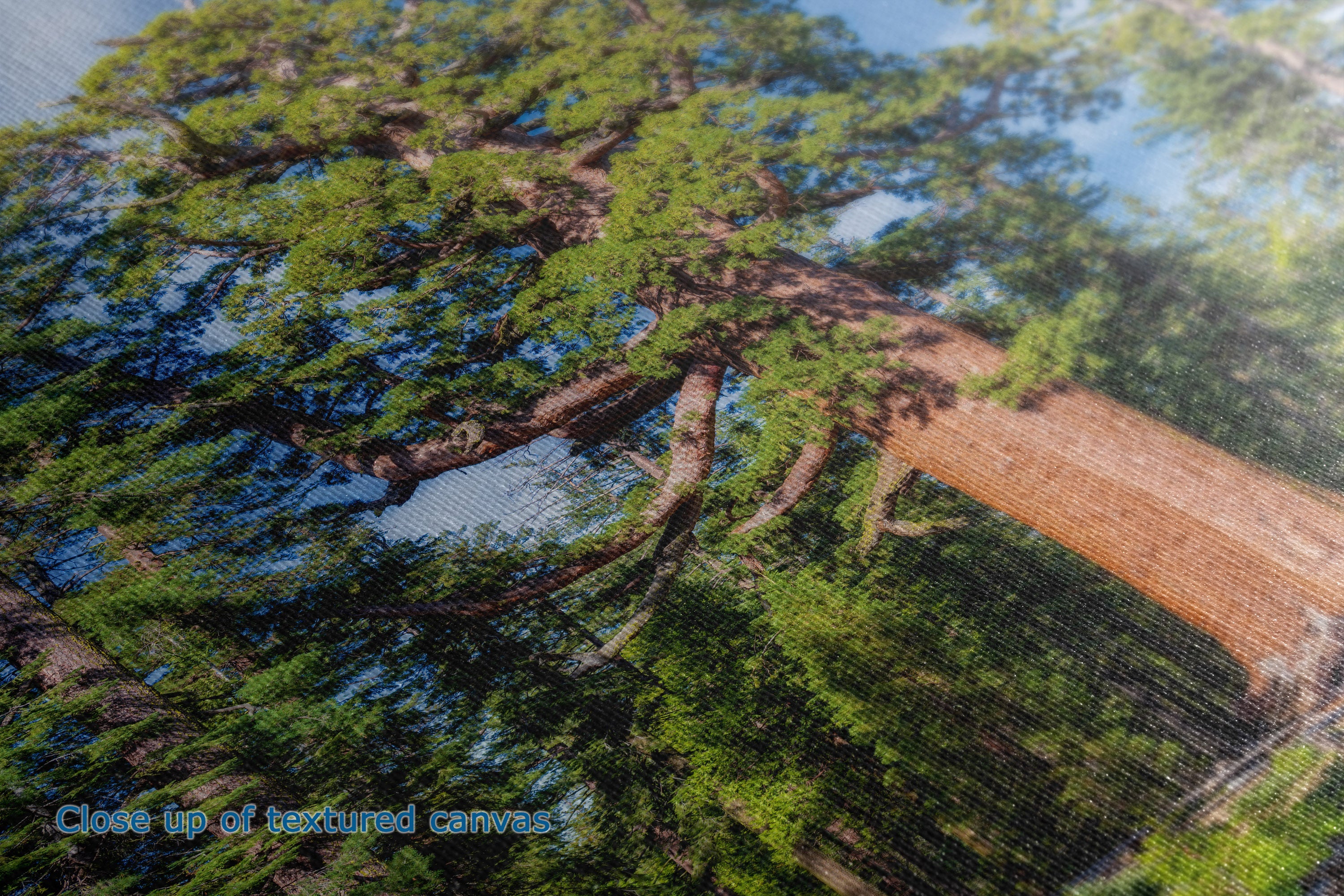 A close-up of a textured canvas print depicting a large tree with green foliage and a brown trunk against a blue sky, with a faint mesh screen overlay visible.