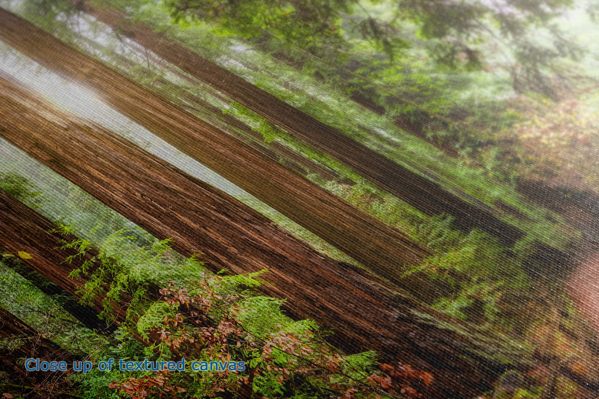 A close-up of a textured canvas print depicting a forest scene with giant redwood trees, mossy trunks, and green foliage, with blue text in the bottom-left corner reading 'Close up of textured canvas'.