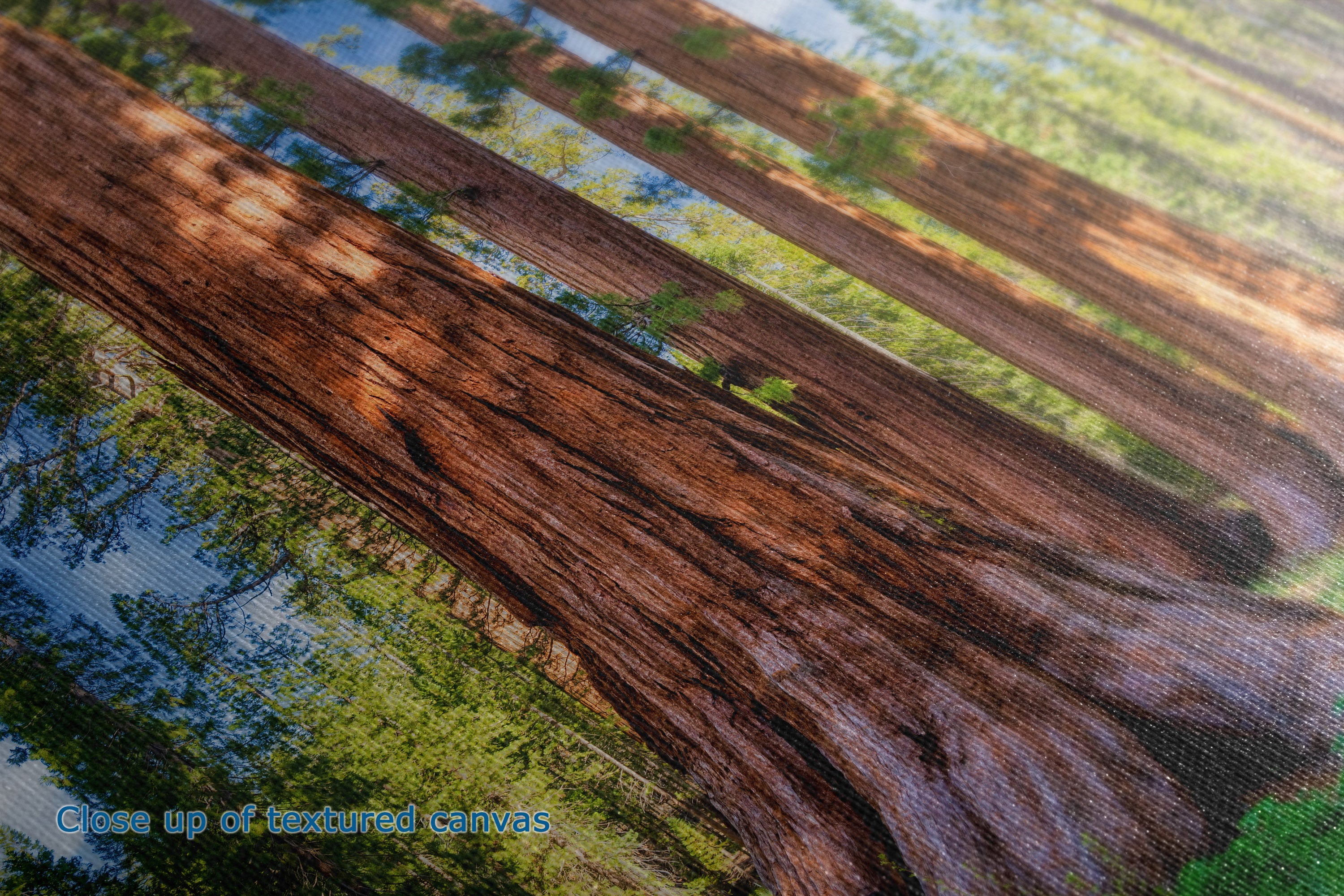 Close-up of a textured canvas print depicting a forest scene with giant redwood trees, showing detailed bark textures and green foliage under natural light.