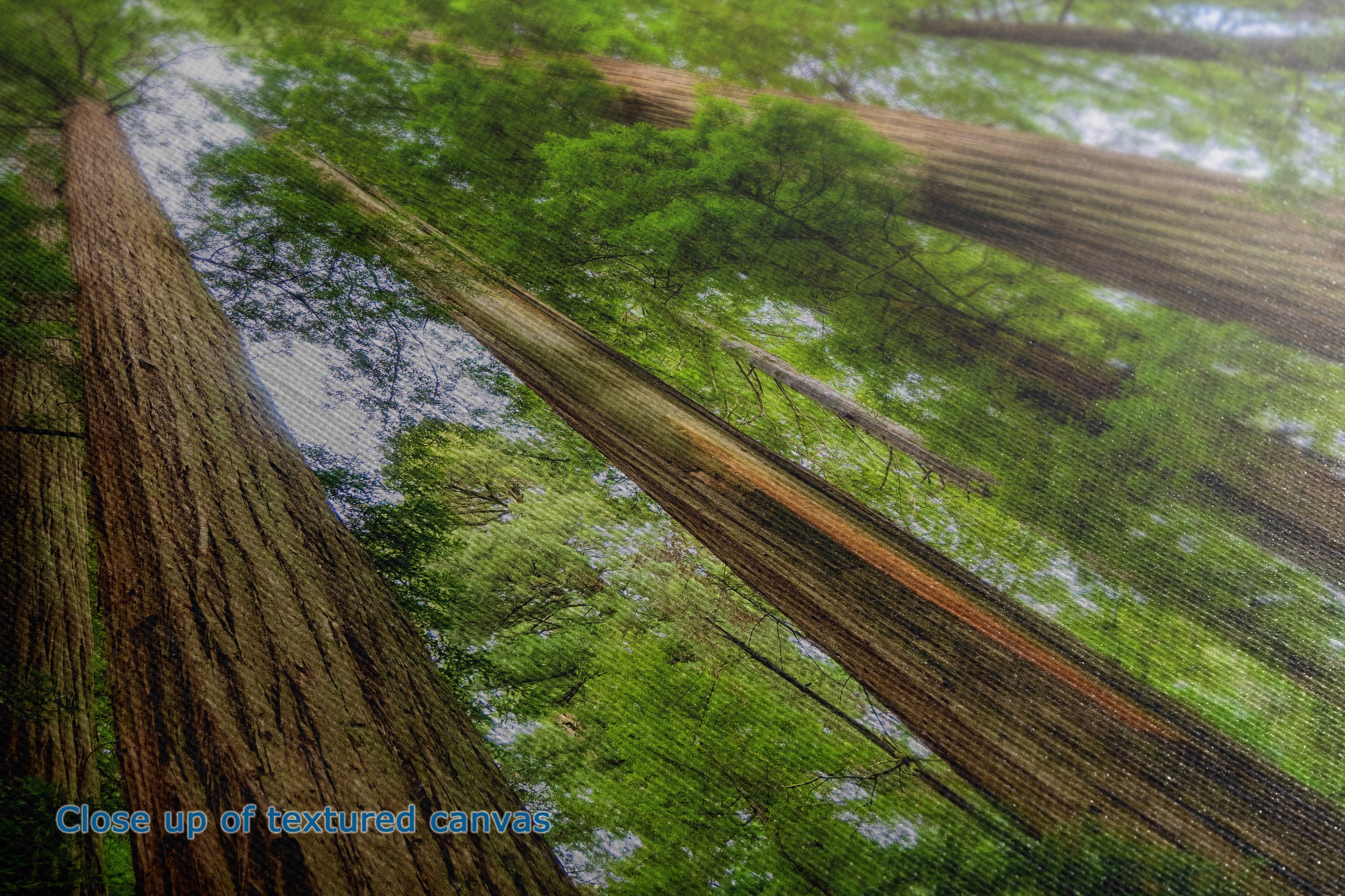 Close-up of a textured canvas print depicting a forest scene with tall trees and green foliage, with blue text in the lower-left corner reading 'Close up of textured canvas'.
