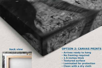 Buffalo Artwork Wildlife Photography, Black and White Bison Wall Decor, Rustic Cabin Animal Print, Nature Wall Art for Home or Office