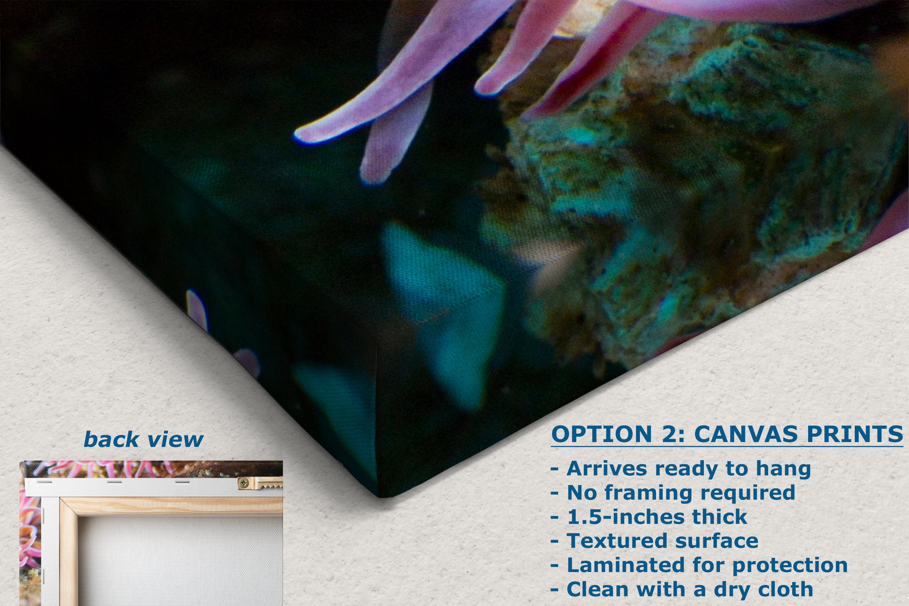 Sea Anemone Picture Ocean Life Underwater Scenery Nature Photo, Marine Biology Coral Reef Art, Vibrant Marine Wildlife Wall Decor