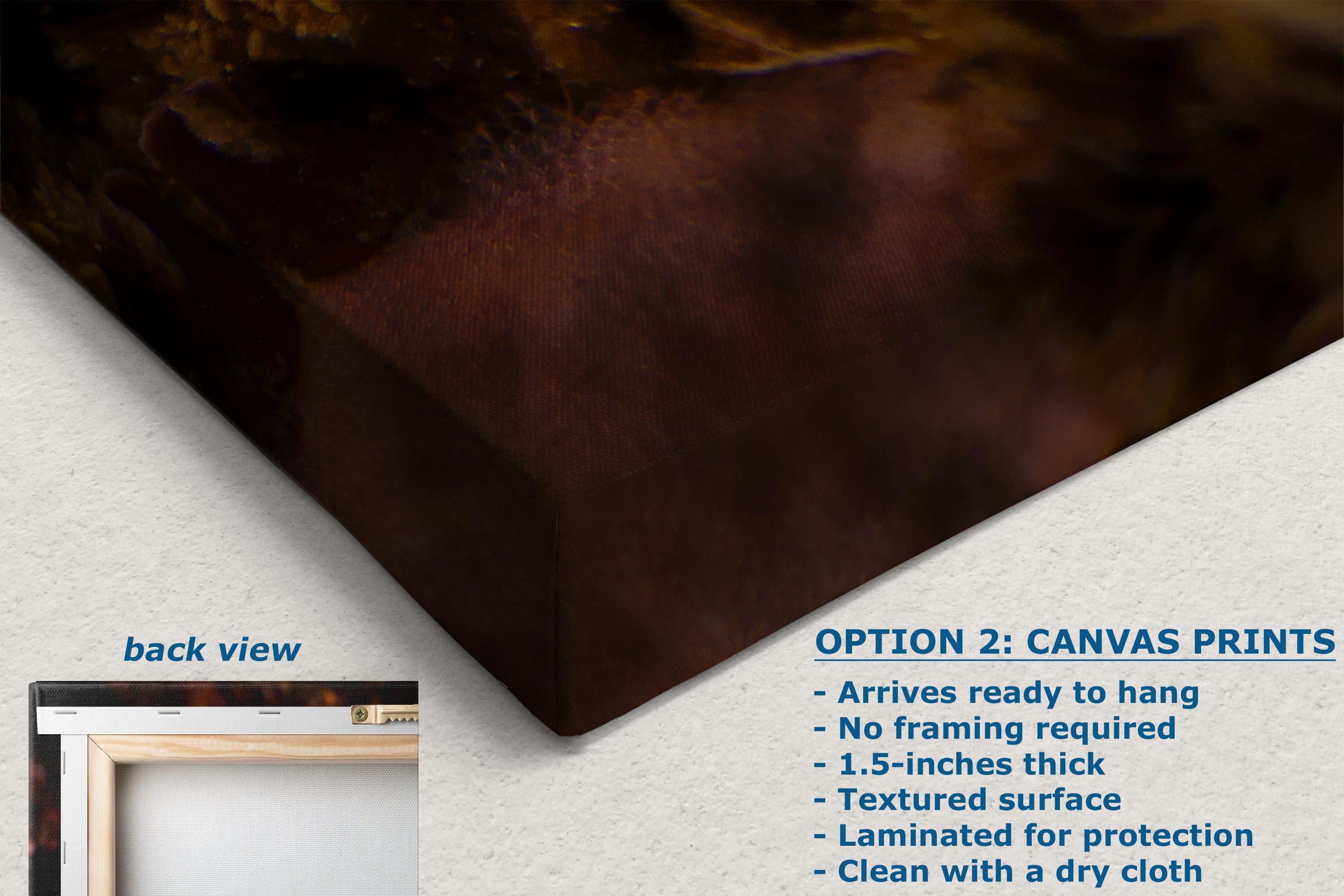 Hermissenda Opalescent Nudibranch Ocean Life Underwater Scenery Marine Biology Nature Photo