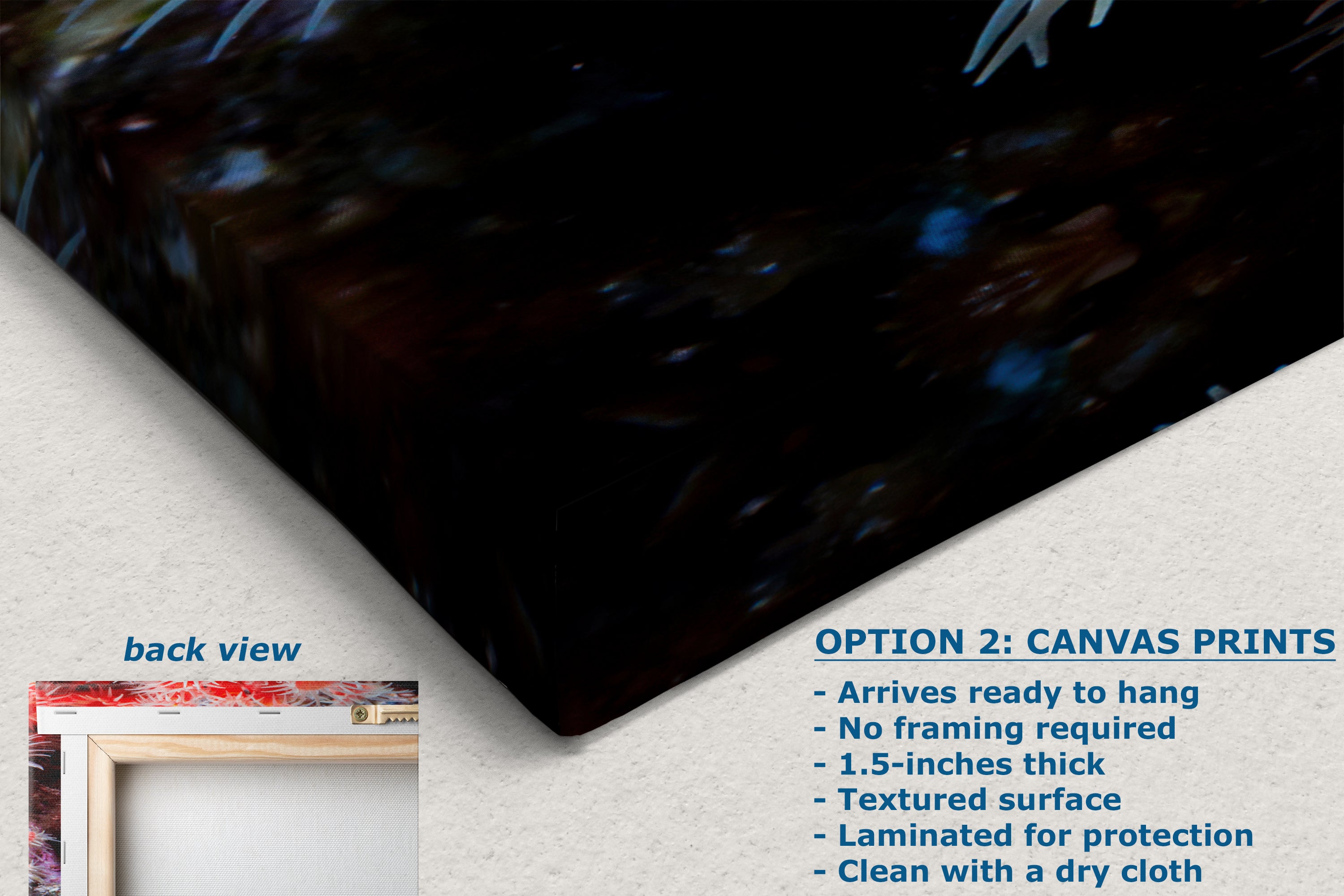 Sea Anemone Picture Ocean Life Underwater Scenery Nature Photo, Marine Biology Wall Art, Coral Reef Decor, Office & Dorm Room Decoration