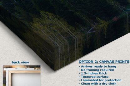 Aspen Tree Forest Picture Nature Photo, Forest Bathing Relaxation Artwork Dopamine Decor for Meditation, Bedroom, Living Room, and Office