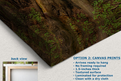 Redwood Tree Wall Art - Panoramic Forest Picture Nature Photo