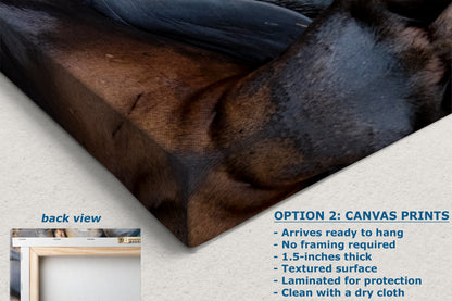 California Sea Lion Marine Mammal Wildlife Photography Wall Art - Ocean Animals Nursery Decor Coastal Home Artwork, Marine Biology Print