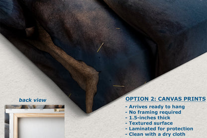 California Sea Lion Marine Mammal Wildlife Photography, Ocean Animals Nursery Decor, Relaxation Artwork for Beach-Themed Rooms