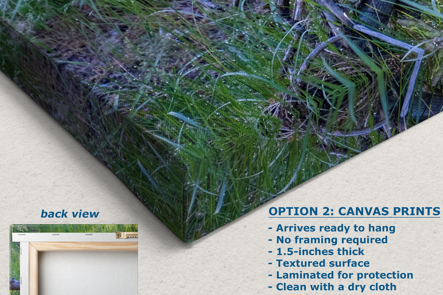 Steller Jay Wildlife Photography Print, Bird Wall Art, Nature Photography, Blue Bird Picture, Relaxing Dorm Room or Office Wall Art