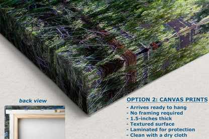 Giant Sequoia Tree Forest Picture Nature Photo, Yosemite Redwood Trees, Mariposa Grove Tree Hugger Decor, Forest Bathing for Relaxation