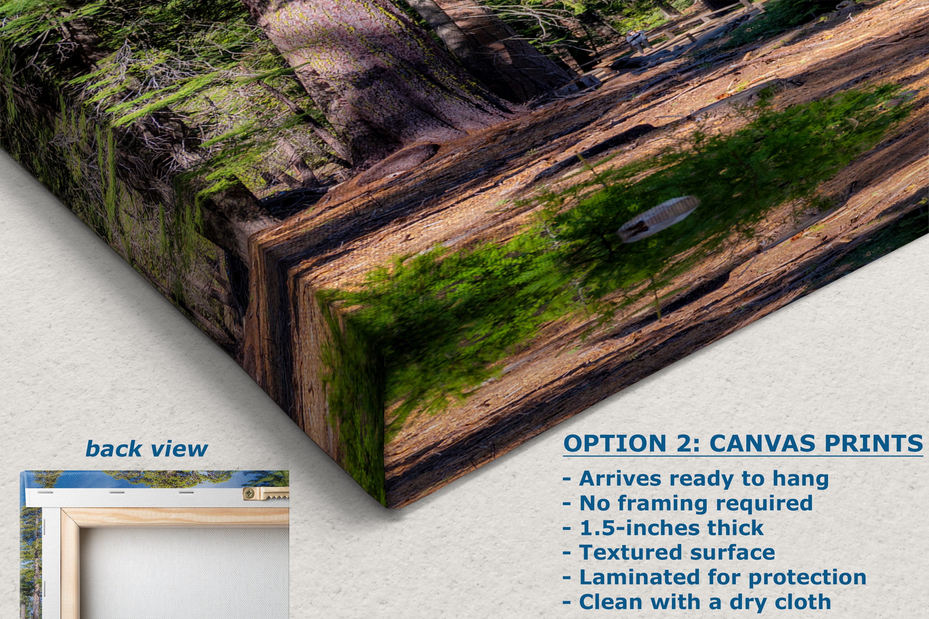 Giant Sequoia Tree Forest Picture Nature Photo, Yosemite Redwood Trees, Forest Bathing for Nature Lovers, House and Office