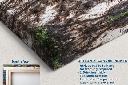 Giant Sequoia Tree Forest Picture Nature Photo, Yosemite Mariposa Grove Redwood Trees, Forest Bathing Relaxation Artwork for Nature Lovers