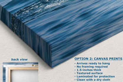 Humpback Whale Marine Mammal Wildlife Photography | Monterey Bay Ocean Scene Art Print for Nature Lovers and Marine Conservation Decor