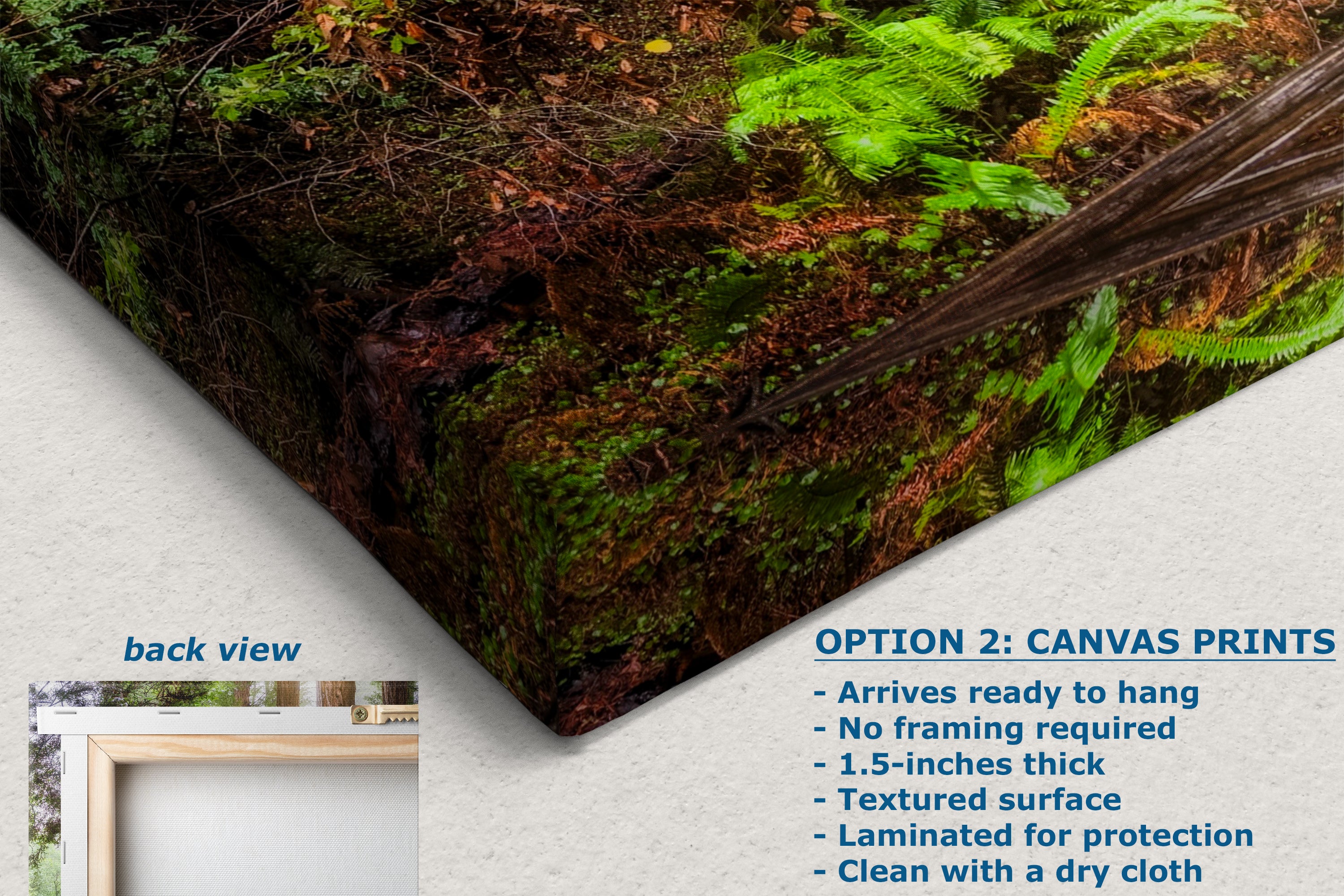 Redwood Trees Forest Picture Sunrise Nature Photo