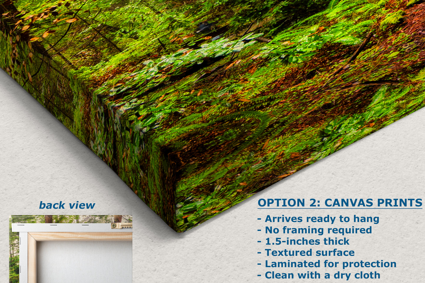 Redwood Trees Forest Picture Nature Photo, Forest Bathing House Decor, Relaxing Wall Art for Meditation, Home and Office