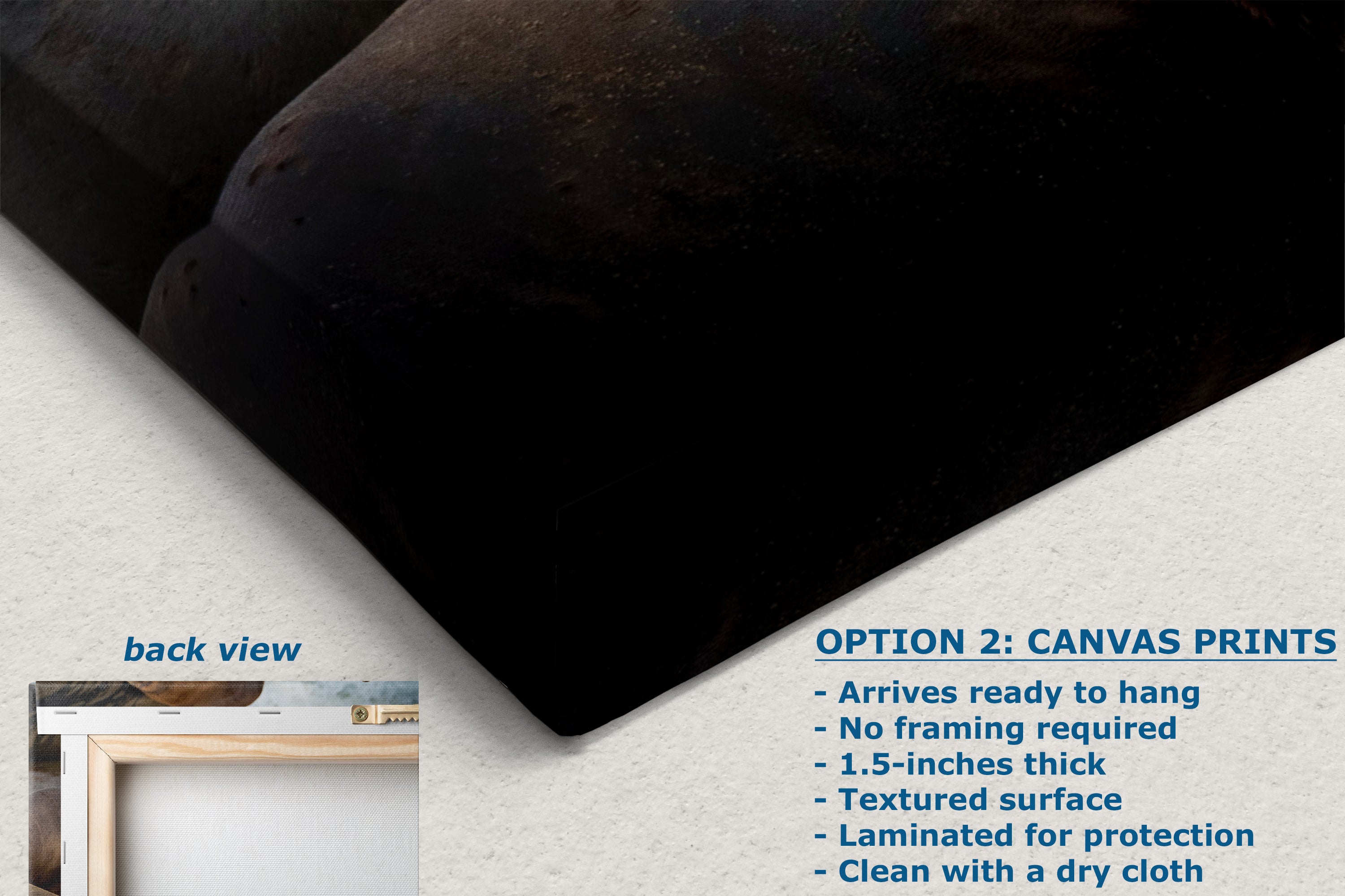 California Sea Lion Marine Mammal Wildlife Photography, Ocean Animals Wall Art, Nature Lover Gift, Marine Biology Artwork