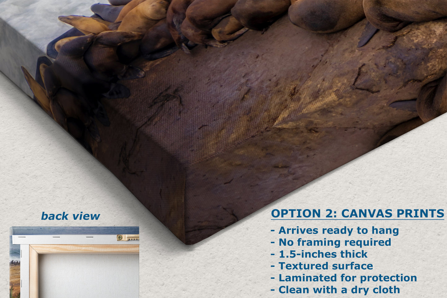 California Sea Lion Marine Mammal Wildlife Photography | Calming Nature Ocean Picture, Relaxation Artwork, La Jolla Coast, Nature Photo