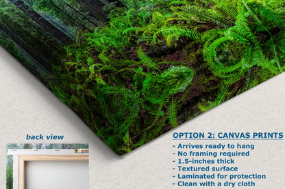 Redwood Trees Forest Picture Nature Photo, Forest Bathing in Misty California Redwoods Wall Art, for Relaxation in the Home and Office