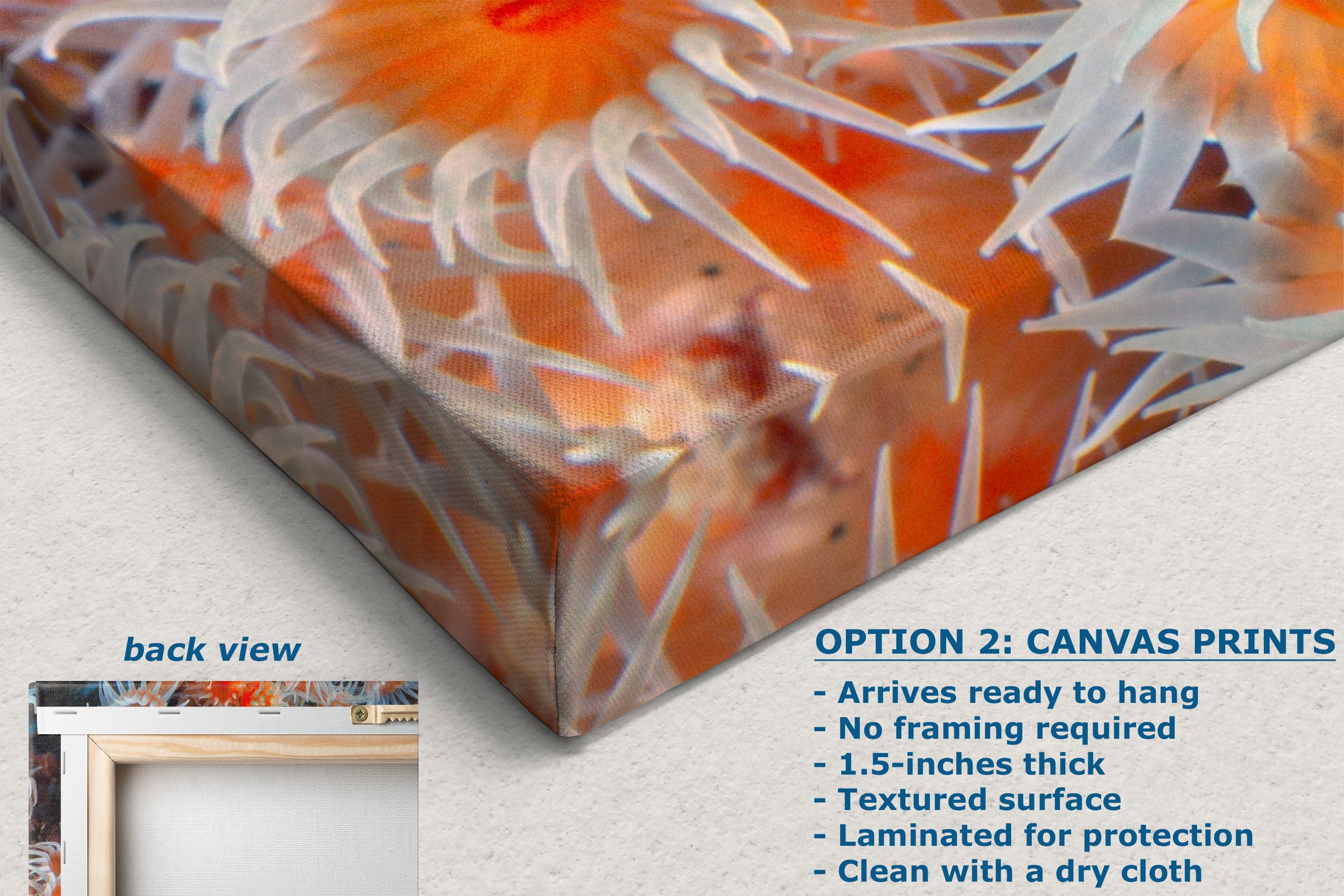 Sea Anemone Picture Ocean Life Underwater Scenery Nature Photo, Vibrant Coral Reef Wall Art, Marine Biology Gift for Ocean Lover