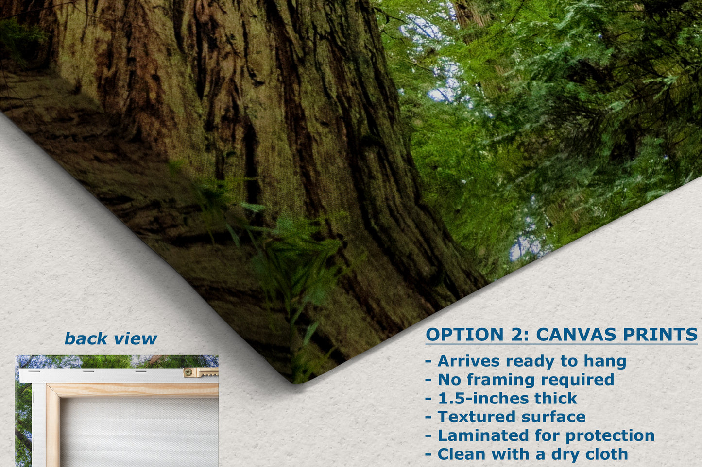 Redwood Trees Forest Picture Nature Photo | Forest Bathing Relaxation Decor for Meditation, House, and Office