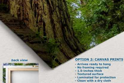 Redwood Trees Forest Picture Nature Photo | Forest Bathing Relaxation Decor for Meditation, House, and Office