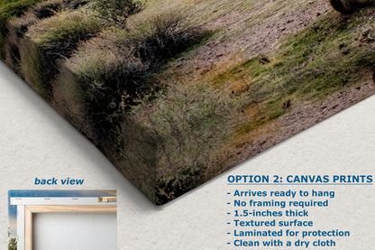 Arizona Desert Picture Wall Art Saguaro Cactus Artwork Nature Photo, Southwestern Wall Art of Superstition Mountains at Lost Dutchman State Park